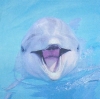 3076 Delfin Serviette