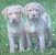3957 Two Puppies Serviette