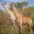 4442 Giraffen Serviette