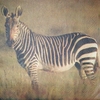 4443 Zebra Serviette