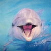 5849 Delfin Serviette