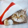 7177 Santa Cat Serviette