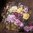 7263 Blumen Rosen Serviette