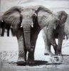 8932 Elefanten Serviette