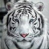 8980 Tiger Serviette