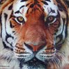 9600 Tiger Serviette