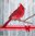 10250 Vogel Cardinal Serviette