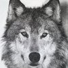 10593 Wolf Serviette