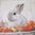 11048 White Rabbit Serviette