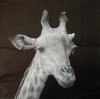 11102 Giraffen Serviette