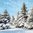 11233 Trees in Snow Serviette