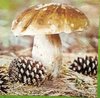 11309 Fungus Serviette