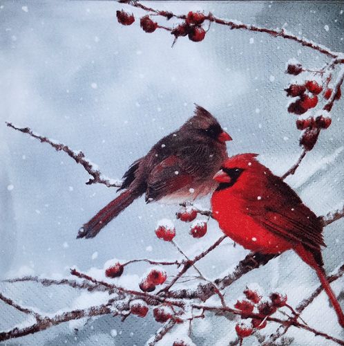 11430 Cardinal Birds on snowy Branch  Serviette