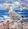 11805 Seagulls on rocks Serviette