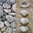 11828 Sea shells and stones Serviette