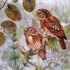 12112 Pair of Owls Serviette