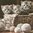 12423 Striped Kittens Serviette